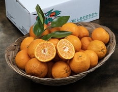 西田秀基さんの 『吉浦ポンカン』 山口県周防大島産　約3kg　S〜Lサイズ しあわせみかん　※常温