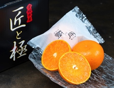 糖度13度基準『極 せとか』愛媛県中島産 柑橘 M〜L 2箱（1箱 約1.4kg(8〜10玉) 化粧箱）※常温