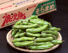 『そら豆』 鹿児島県産 Lサイズ 約2kg 簡易箱 ※冷蔵