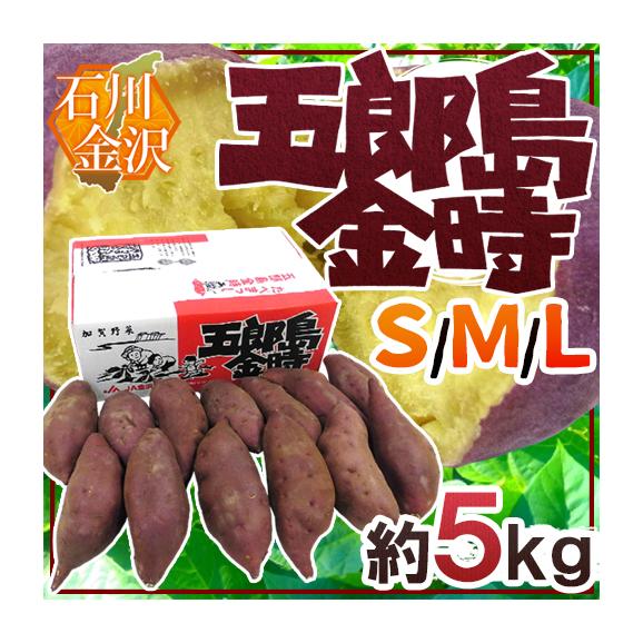 石川県 加賀野菜 ”五郎島金時” S/M/Lサイズ 約5kg さつまいも【予約 入荷次第発送】 送料無料