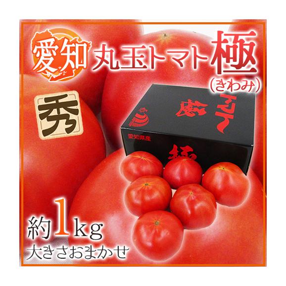 愛知県産 ”丸玉トマト 極” 約1kg 大きさおまかせ 化粧箱 糖度8度以上【予約 3月末以降】 送料無料