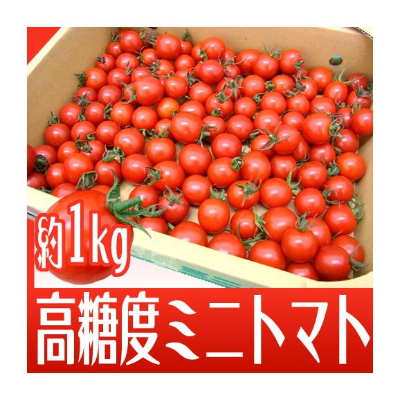 和歌山産 フルーツミニトマト ”キャロルセブン” 約1kg【予約 11月中旬以降】