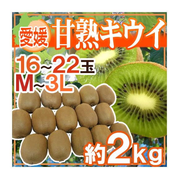 愛媛県 ”甘熟キウイ” 秀品 16～22玉前後 約2kg【予約 12月末以降】 送料無料