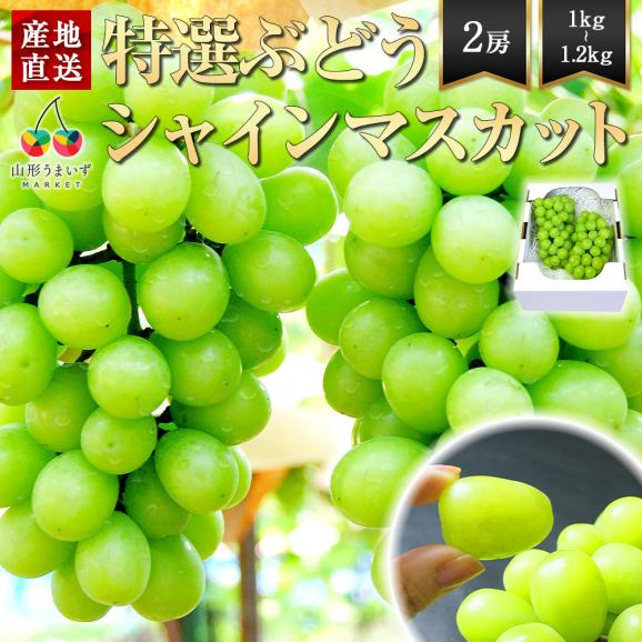 2025年6月下旬頃～予約開始予定|特選ぶどう冬のシャインマスカット2房(1房500〜600g)