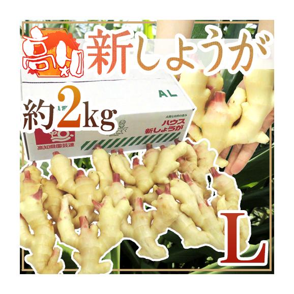 高知・和歌山県産 ”新しょうが” 秀品 Lサイズ 約2kg【予約 3月下旬以降】 送料無料