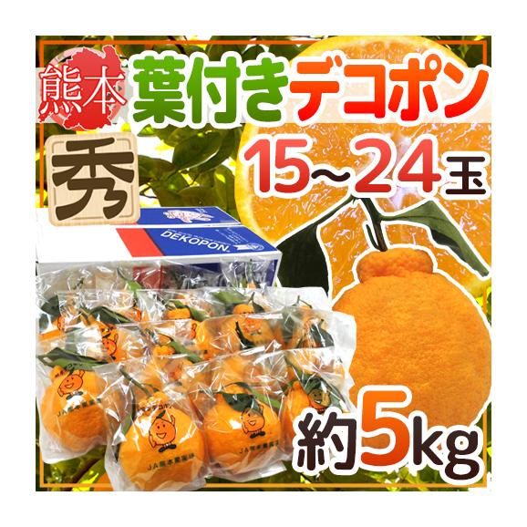 熊本産 ”葉付きデコポン” 秀品 15～24玉 約5kg 糖度13度以上保証【予約 3月以降】 送料無料