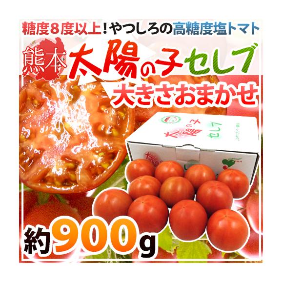 熊本産 塩トマト ”太陽の子セレブ” 約900g 化粧箱 糖度8度以上【予約 1月以降】 送料無料