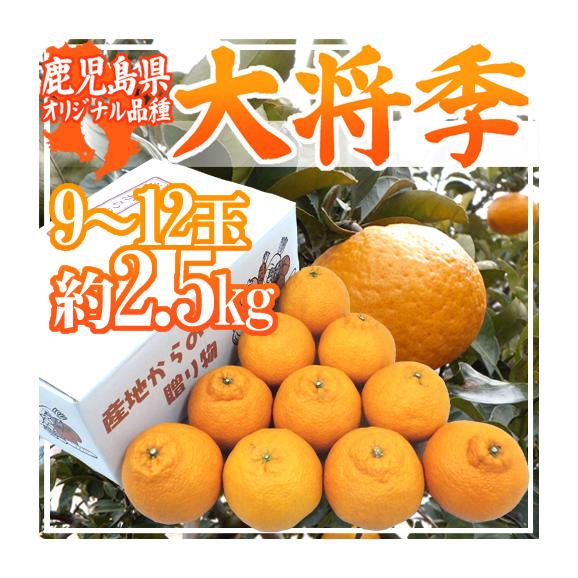 鹿児島産 ”デコポン 大将季” 秀品 9～12玉 約2.5kg【予約 1月下旬以降】 送料無料