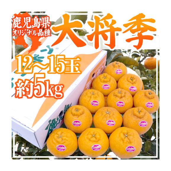 鹿児島産 ”デコポン 大将季” 秀品 超大玉12～15玉 約5kg【予約 1月下旬以降】 送料無料