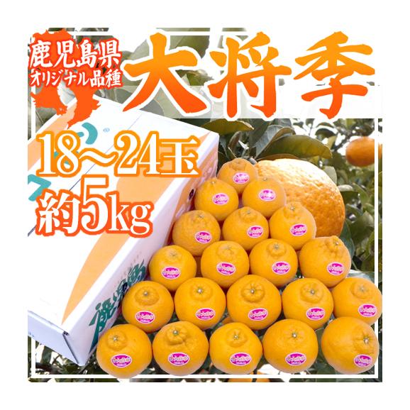 鹿児島産 ”デコポン 大将季” 秀品 18～24玉 約5kg【予約 1月下旬以降】 送料無料