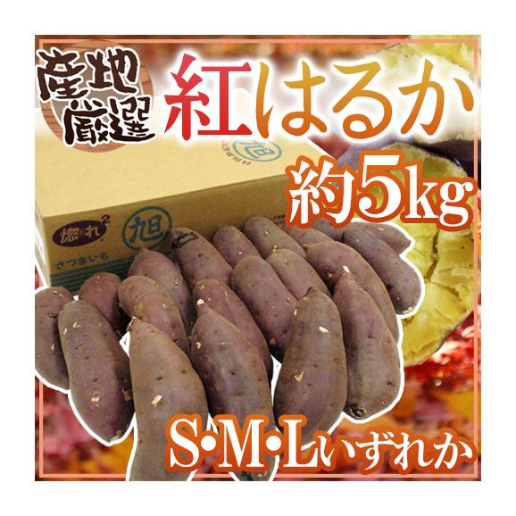 ”紅はるか” 秀品 S・M・Lサイズ 約5kg 産地厳選 さつまいも 送料無料