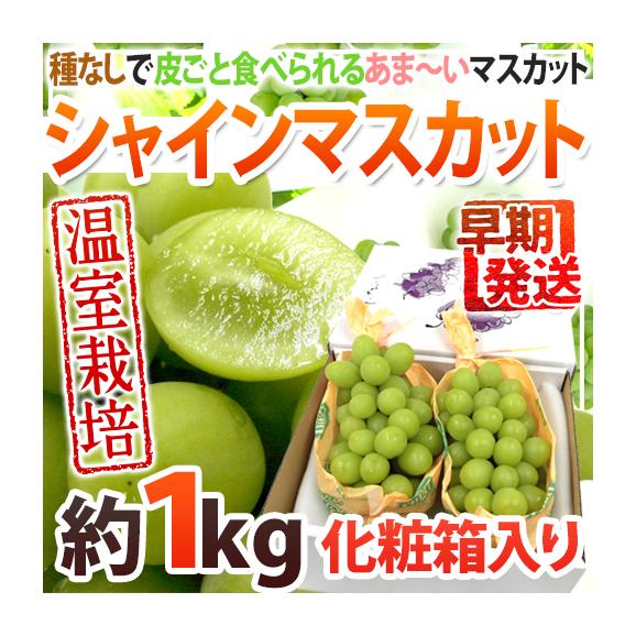 早期発送！プレミアム ”温室シャインマスカット” 秀品 2房 約1kg 化粧箱入り 産地厳選【予約 5月末以降】 送料無料