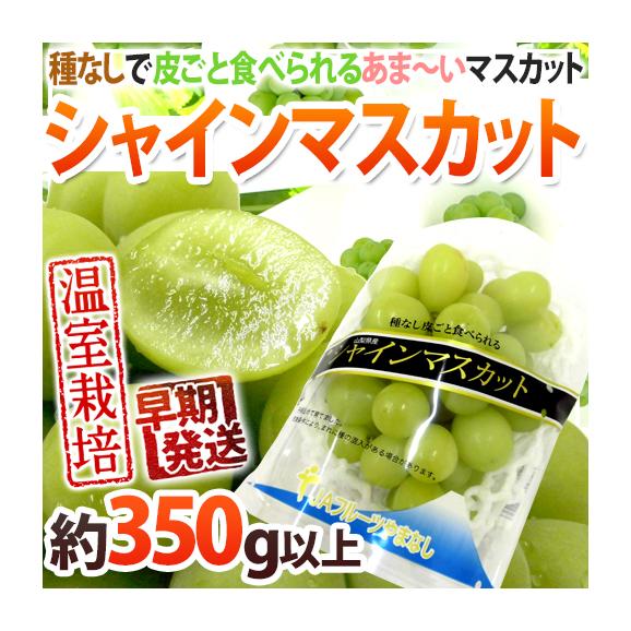 早期発送！プレミアム ”温室シャインマスカット” 秀品 1房 約350g以上 パック入り 産地厳選【予約 5月末以降】