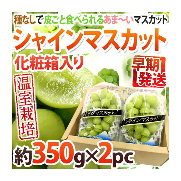 早期発送！プレミアム ”温室シャインマスカット” 秀品 約350g以上×《2pc》 化粧箱入り 産地厳選【予約 5月末以降】