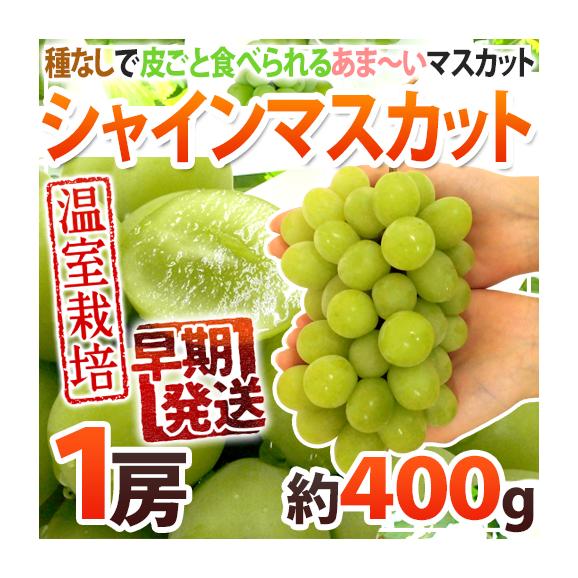 早期発送！プレミアム ”温室シャインマスカット” 秀品 1房 約400g 産地厳選【予約 5月末以降】 送料無料