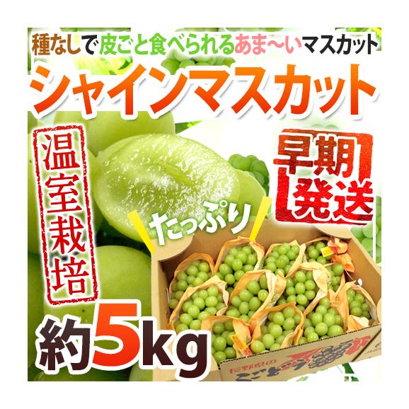 早期発送！プレミアム ”温室シャインマスカット” 秀品 約5kg 大きさおまかせ 産地厳選【予約 5月末以降】 送料無料