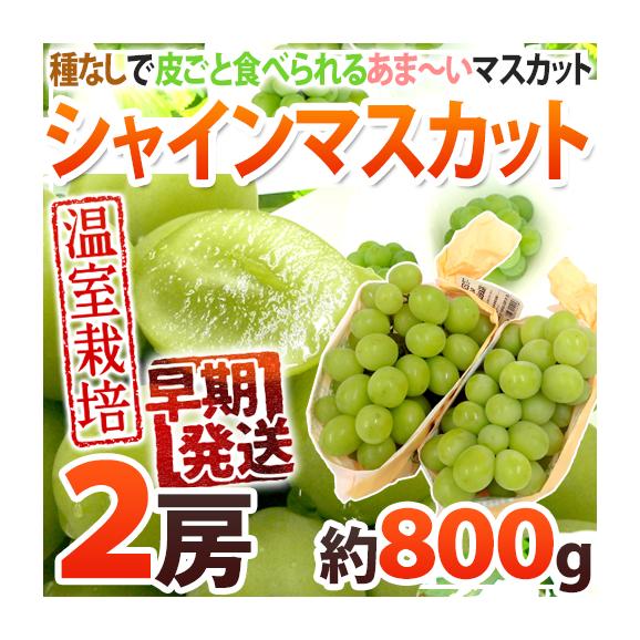 早期発送！プレミアム ”温室シャインマスカット” 秀品 2房 約800g 産地厳選【予約 5月末以降】 送料無料