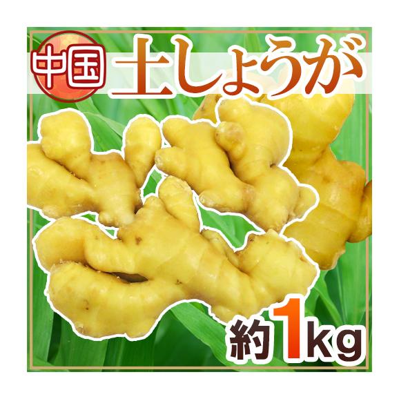 ”土しょうが” 約1kg 肉厚！！土生姜/老生姜/ひね生姜/古根ショウガ/中国産