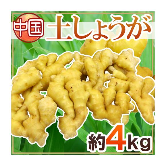 ”土しょうが” 約4kg 肉厚！！土生姜/老生姜/ひね生姜/古根ショウガ/中国産