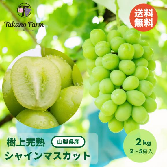 Takano Farmの樹上完熟シャインマスカット 約2kg（2～5房) 2024年 ギフト 山梨県産 葡萄 ぶどう ブドウ 農家直送 プレゼント 御礼 お祝い