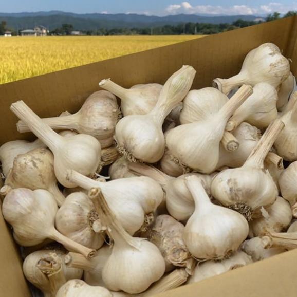 《根・土つき》山形の生にんにく約3kg