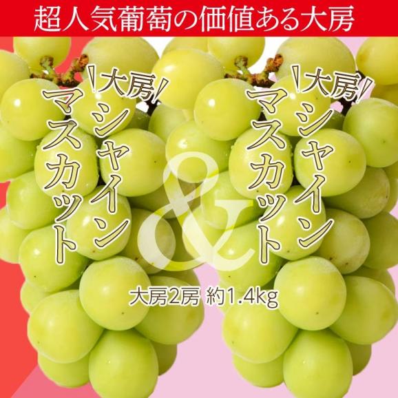 特大 シャインマスカット 2房 合計約1.4kg 長野・山形県産　※常温　送料無料　簡易梱包