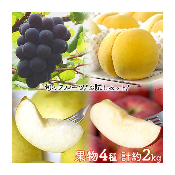 『ナガノパープルと、伊達の黄桃、二十世紀梨、おぜの紅りんご』 全4品 計約2kg 簡易包装 ※冷蔵 送料無料