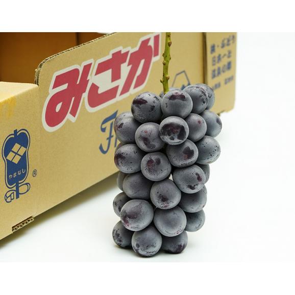 『御坂の種なし巨峰』 山梨県産 1房 計約500g 秀品 簡易梱包 ※冷蔵　送料無料