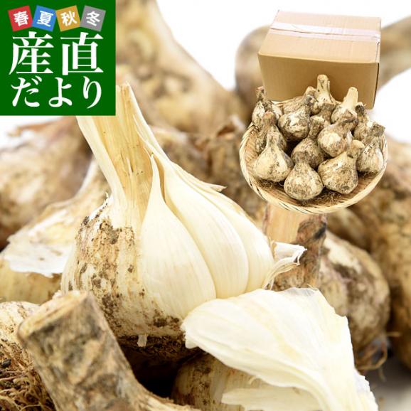香川県より産地直送 JA香川県 生にんにく 土付き 2キロ (20玉～40玉前後) 送料無料 生ニンニク 大蒜 葫 香川にんにく