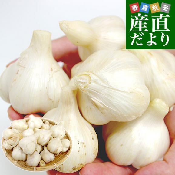 北海道から産地直送 赤井川村 滝本さんの有機JAS完熟にんにく　どっさり1kg分（25玉前後）送料無料 にんにく ニンニク 大蒜