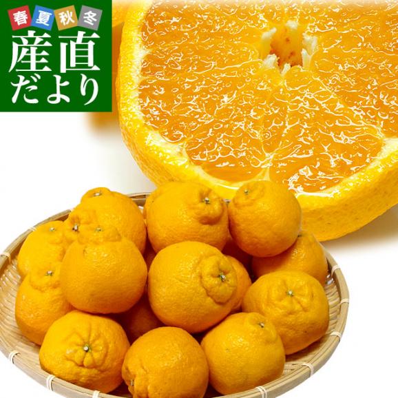 熊本県から産地直送 JAあまくさ デコポン 2LからLサイズ 5キロ(20玉から24玉前後)  でこぽん しらぬひ 不知火 天草 送料無料 3月以降発送品