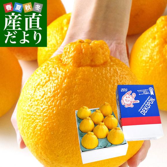 熊本県より産地直送 JAあしきた ハウス栽培 大玉デコポン （優品） 3キロ（7玉から8玉） 送料無料 でこぽん デコぽん 芦北 葦北
