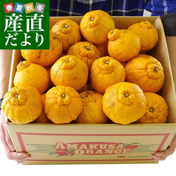 熊本県より産地直送 JAあまくさ 訳あり熊本しらぬひ 大小込 10キロ 不知火 しらぬい 柑橘 オレンジ 天草 送料無料