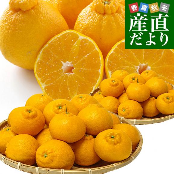 愛媛県より産地直送 JAにしうわ しらぬひ 小玉 Mサイズ 5キロ (28玉前後) 送料無料 柑橘 オレンジ 不知火 しらぬい 西宇和 八幡浜