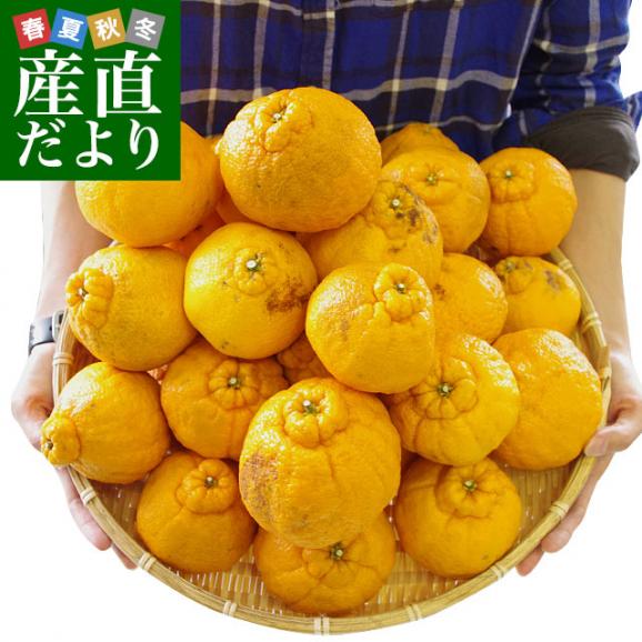 熊本県より産地直送 JAあまくさ 訳あり熊本しらぬひ 大小込 5キロ 不知火 しらぬい 柑橘 オレンジ 天草 送料無料