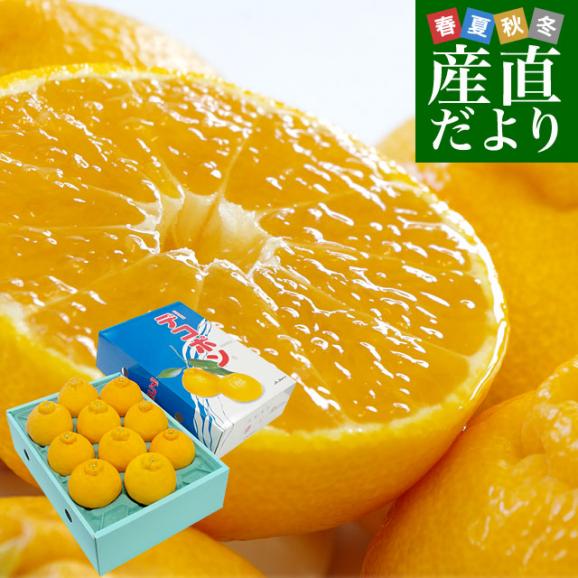 佐賀県産JAからつ デコポン 3.5キロ化粧箱（8玉から12玉入り） 産直だより 唐津 でこぽん 送料無料 柑橘 みかん オレンジ