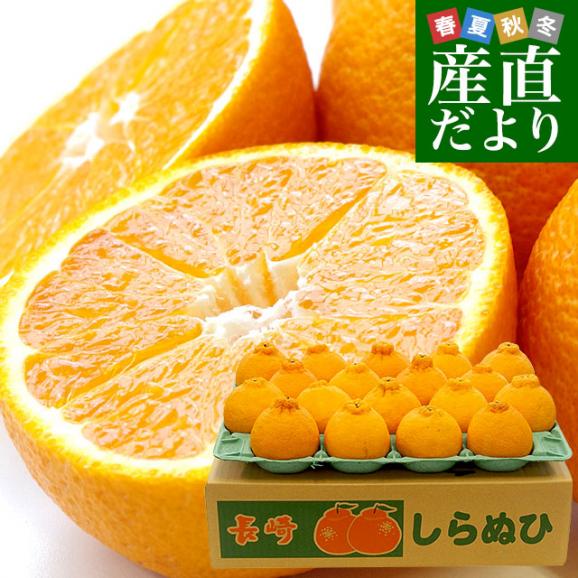 長崎県より産地直送 JA長崎せいひ 不知火 (しらぬひ) 優品 4ＬからＬサイズ 5キロ (15玉から24玉) 送料無料 柑橘 かんきつ