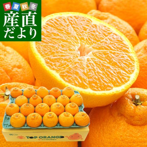 熊本県産 田の浦柑橘組合 トップオレンジ 不知火(しらぬひ) 3LからLサイズ 5キロ (18玉から24玉) 送料無料 しらぬい 柑橘 オレンジ 市場スポット