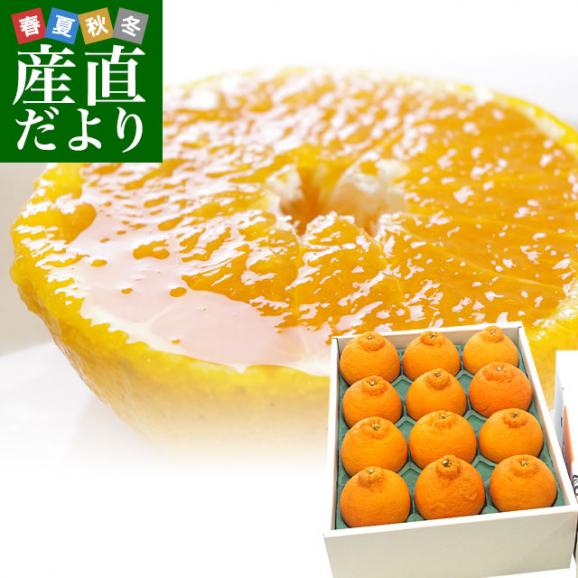 JAにしうわ デコポン 秀品 4Lから2Lサイズ 3キロ（8玉から12玉前後）でこぽん 柑橘 オレンジ 西宇和 八幡浜 市場発送