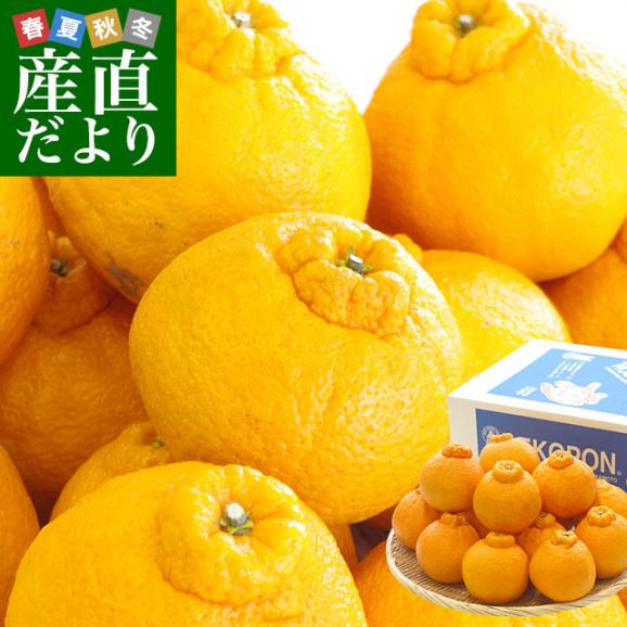 送料無料　熊本県産　JA熊本果実連　露地栽培デコポン　２LからLサイズ　3キロ　（12から15玉）柑橘　オレンジ　市場スポット