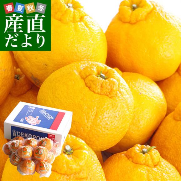送料無料　熊本県産　JA熊本果実連　貯蔵デコポン　2LからL　3キロ（12玉から15玉） Pプラス鮮度保持袋入り　市場スポット