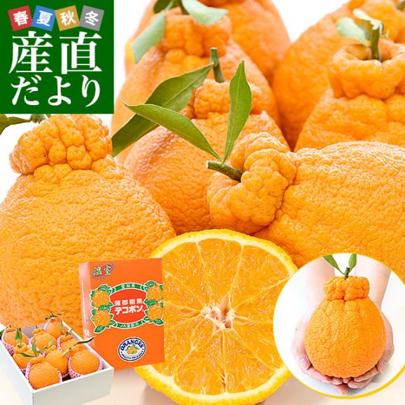 愛知県産 JA蒲郡市 ハウス栽培 樹熟デコポン 青秀以上 大玉 4Lから2L 約3キロ (8玉から12玉) 送料無料 でこぽん 柑橘 オレンジ 市場発送
