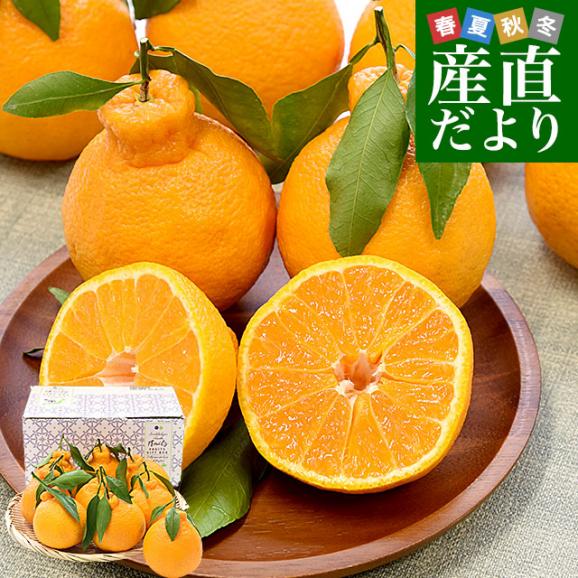 熊本県味咲グループ 樹上完熟・葉付き「肥の豊（ひのゆたか）」赤秀品 2Lから3Lサイズ 約2.2キロ（8玉から9玉前後）不知火 しらぬひ 柑橘 市場発送