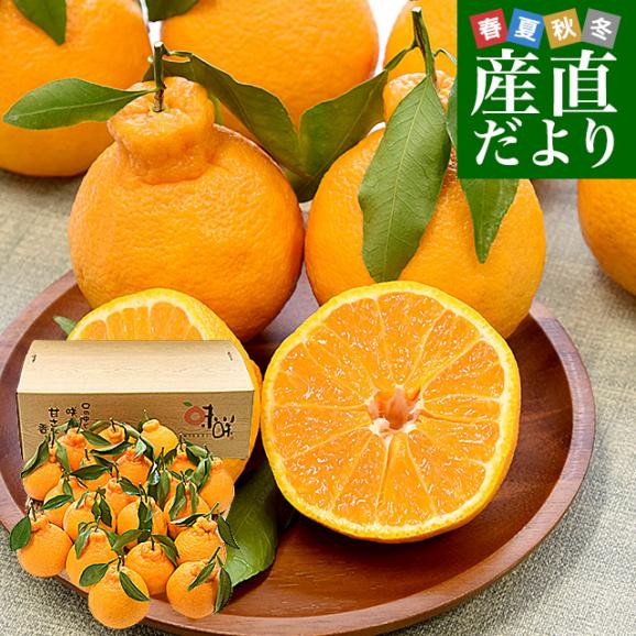 熊本県味咲グループ　樹上完熟・葉付き「肥の豊（ひのゆたか）」赤秀品 2Lから3Lサイズ 約5キロ（18玉から20玉前後）不知火 しらぬひ 柑橘 市場発送