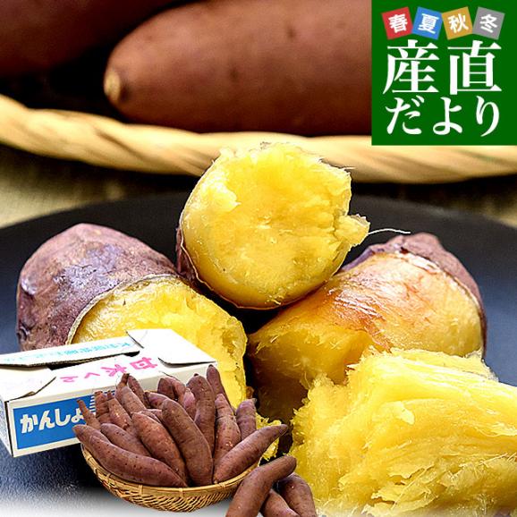 大分県産 JAおおいた 甘太くん Mサイズ 約5キロ（28本前後）送料無料 かんたくん サツマイモ 薩摩芋 甘藷 かんしょ 紅はるか べにはるか