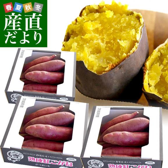 茨城県より産地直送 JAなめがたしおさい さつまいも「熟成紅こがね」 SからSSサイズ 約1キロ（5本から10本）3箱セット 送料無料 行方 薩摩芋
