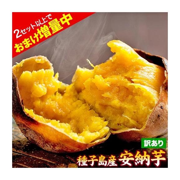 【販売解禁★最安値に挑戦中！】 さつまいも 種子島産 訳あり 安納芋 焼き芋 1.5kg 送料無料 さつま芋 スイーツ サツマイモ 《1-5営業日以内に出荷予定（土日祝日除く）》