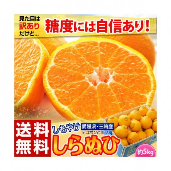 【カード・代引限定】無地箱でお届け　訳あり 不知火 しらぬひ JAにしうわ 三崎共選 愛媛県産 M〜4Lサイズ 風袋込 約5kg ※常温　送料無料 外皮のキズ有り