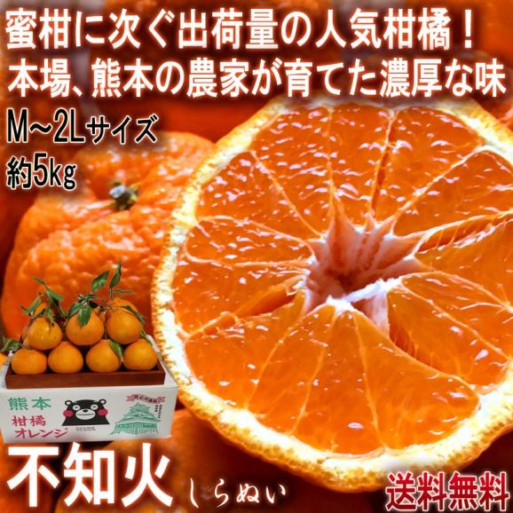 不知火 しらぬい 約5kg M～2Lサイズ中心 熊本県産 個人農家産 熊本県で育てた本場の味わい！デコポンと同品種のタンゴール
