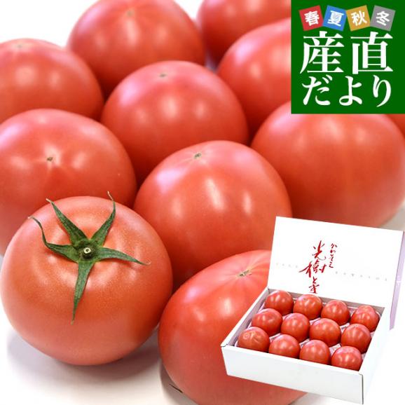 佐賀県産 高糖度 かわそえ光樹トマト 約1キロ化粧箱入 （10玉から16玉入） 送料無料 市場発送